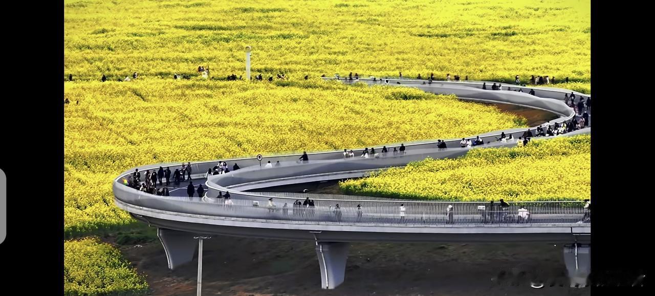 这个油菜花看着就舒服。