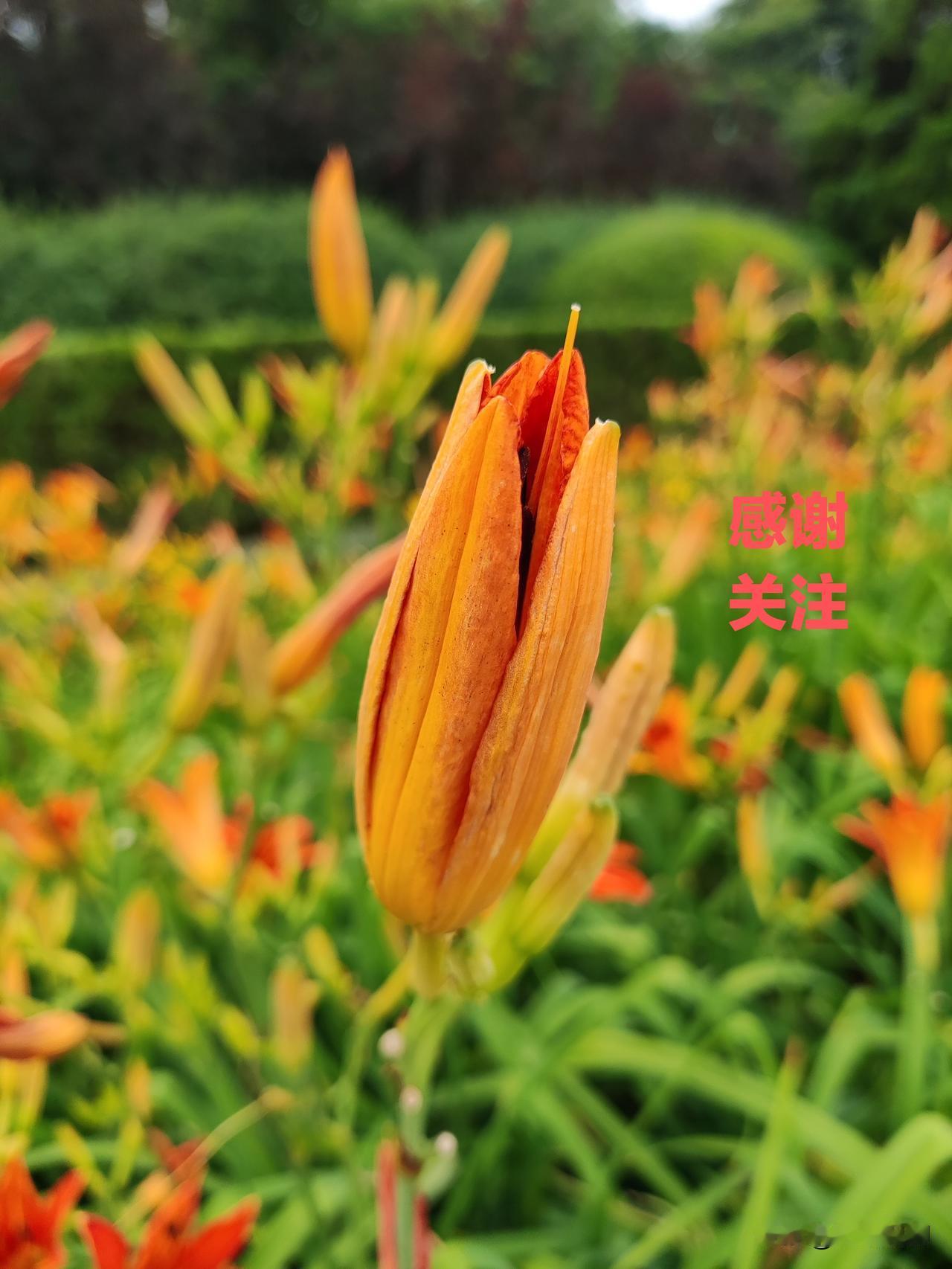 雷军过早，遭小学生吐槽，雷军当网红没错，小学生看不惯更真实，不正常的是很多人天天