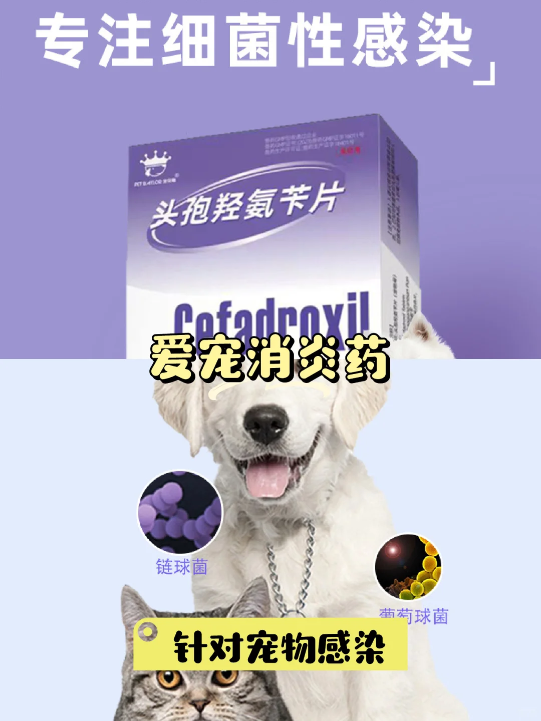 🐾宠物消炎药|必备药品💊