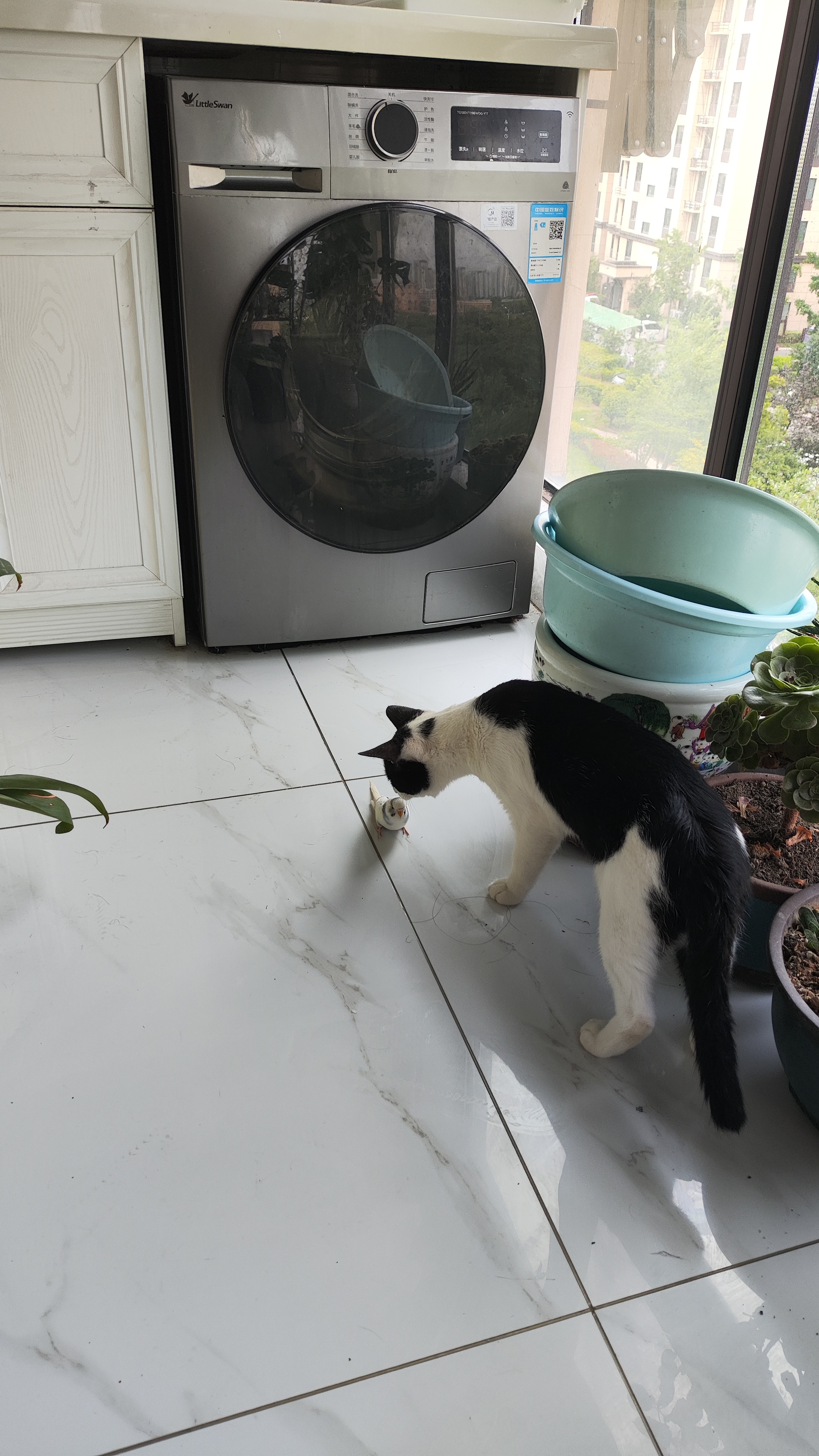 猫咪和小鸟都好可爱呀哈哈，都是我养的 