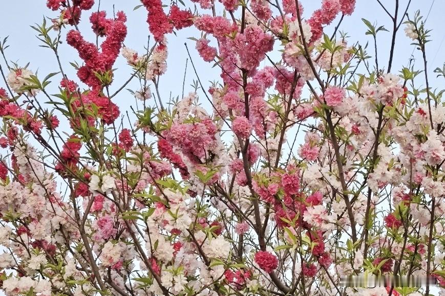 樱花绽放的季节，谁能忍住不出去看看？盘州平川西路就是个绝佳的赏樱地。春风一吹，数