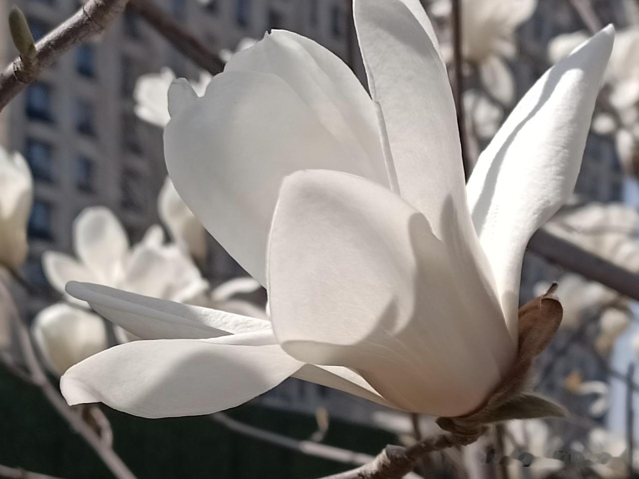 春风暖阳，你带着一身洁白与粉晕悄然绽放，像把温柔的月光揉进花瓣里，干净又治愈。（