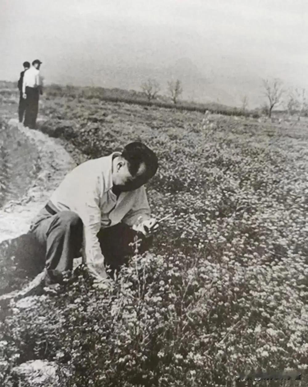 不能错过珍贵照片   接地气，毛主席在地里拔草的瞬间，太珍贵了，照片中，毛主席看