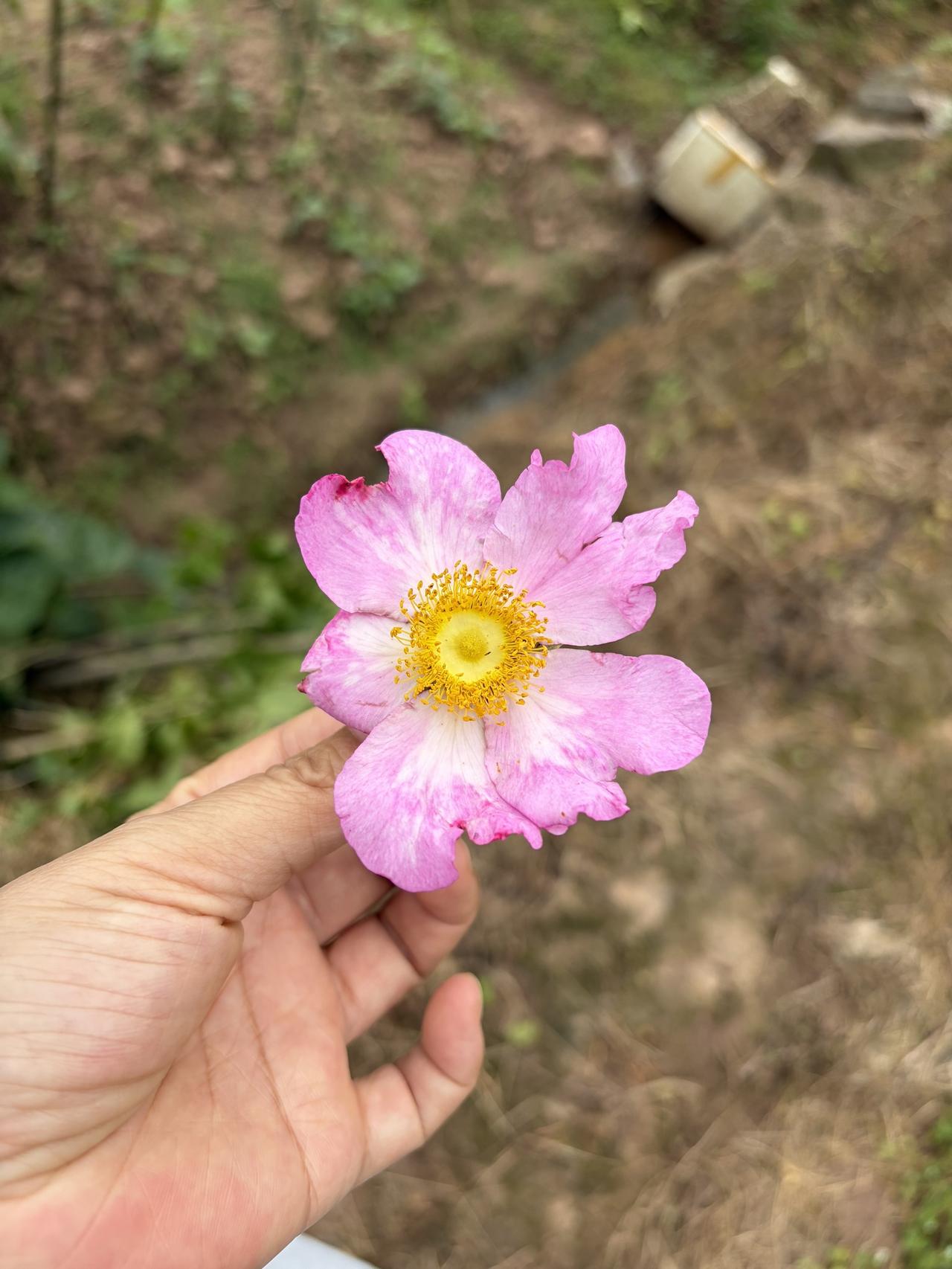 枇杷枇杷熟了 摘枇杷