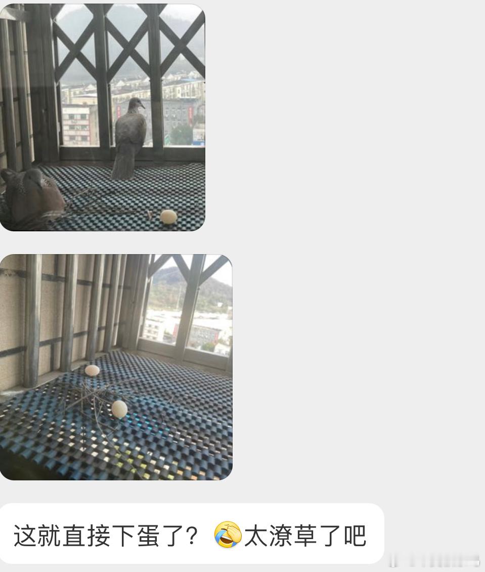 珠颈斑鸠的常规操作🥚蛋都滚一边去了🙊 ​​​