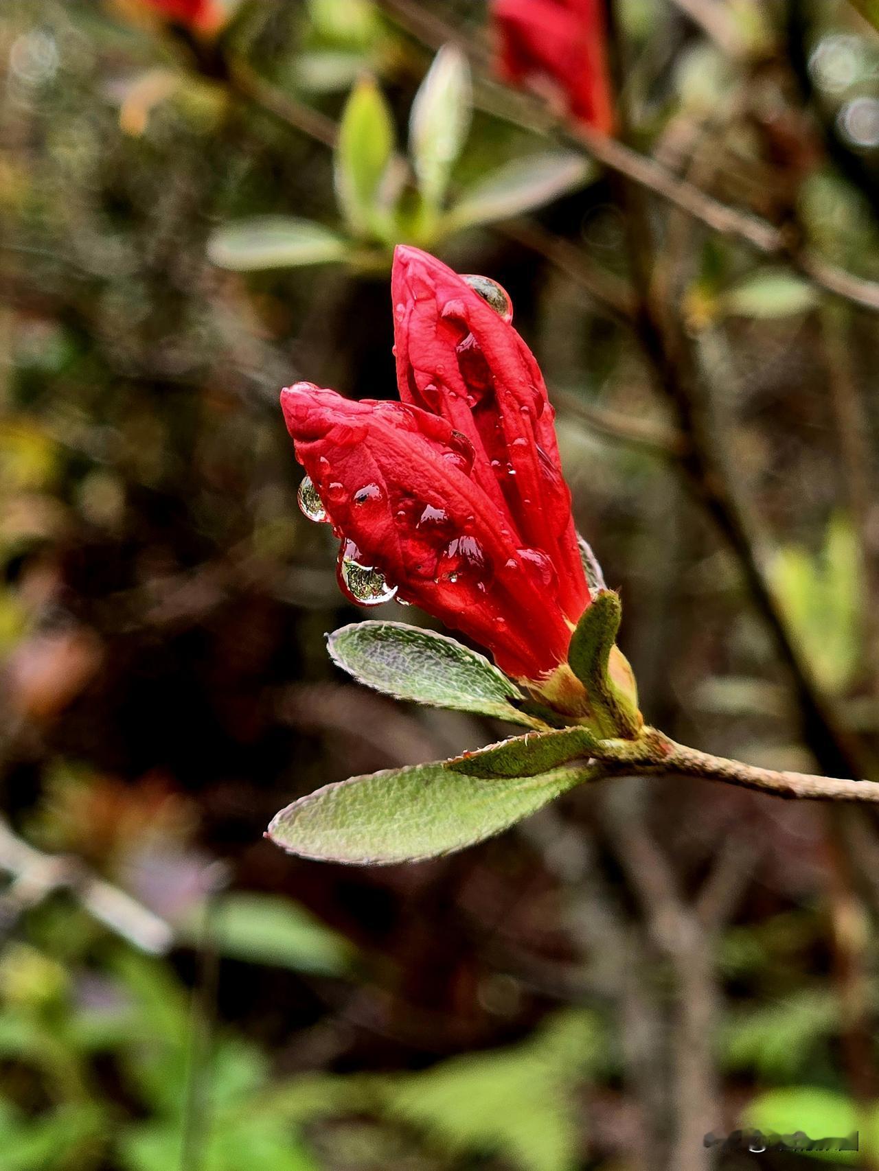 绝美杜鹃花欣赏含苞待放映山红