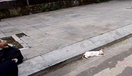傍晚出去散步见到一只坠楼的猫！奄奄一息的躺着地上，我叫了它两声，它竟然睁开眼望了