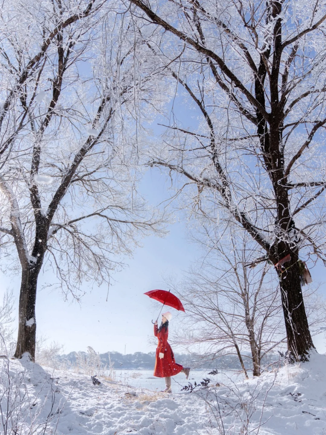 吉林不愧雾凇之都👍街边的雾凇都好美❄️