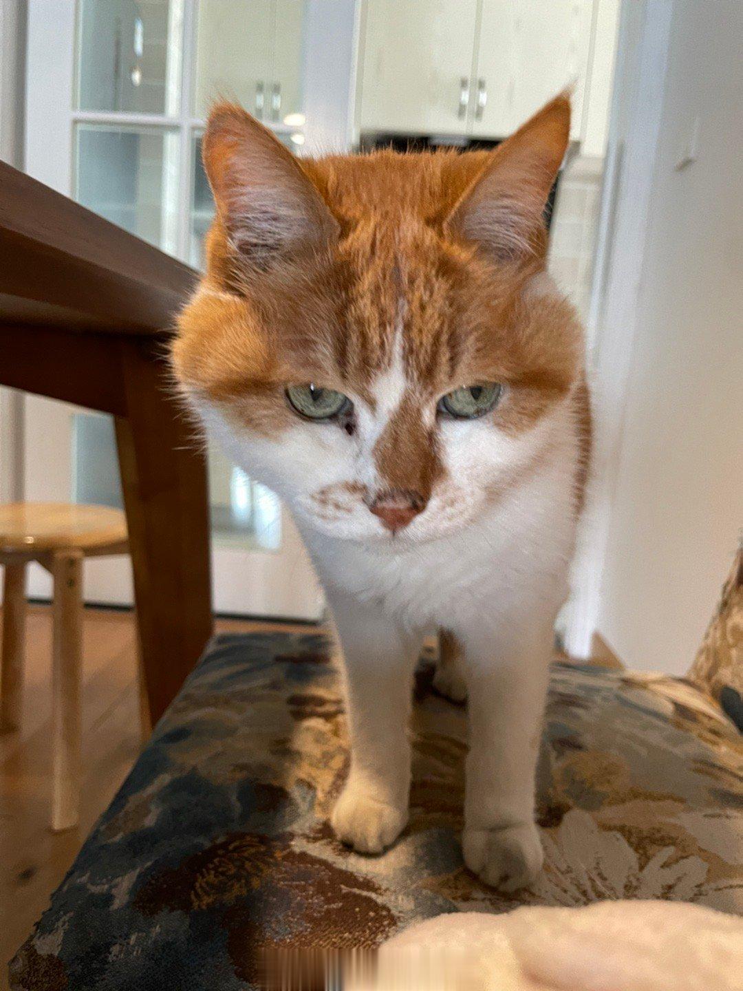 #萌宠那些事[超话]# 小猫咪毕生的苦恼：人类不管怎么教就是听不懂猫话！哇哩哇啦