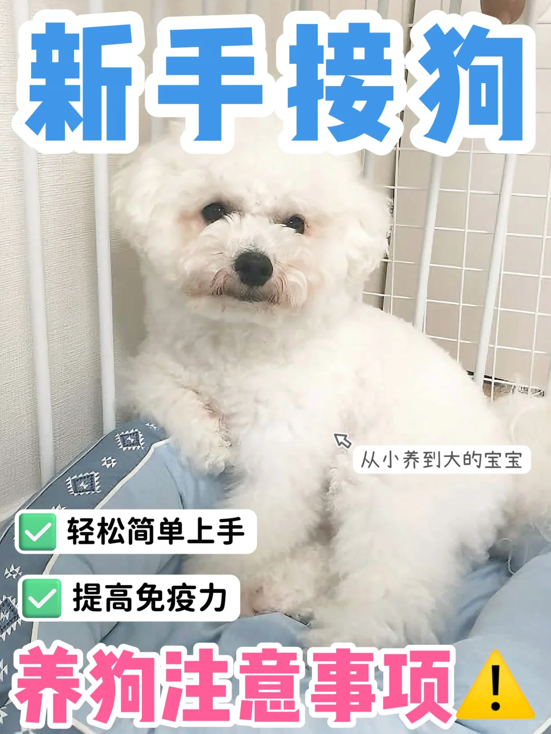 新狗到家容易生病😱五年资深铲屎官有话说