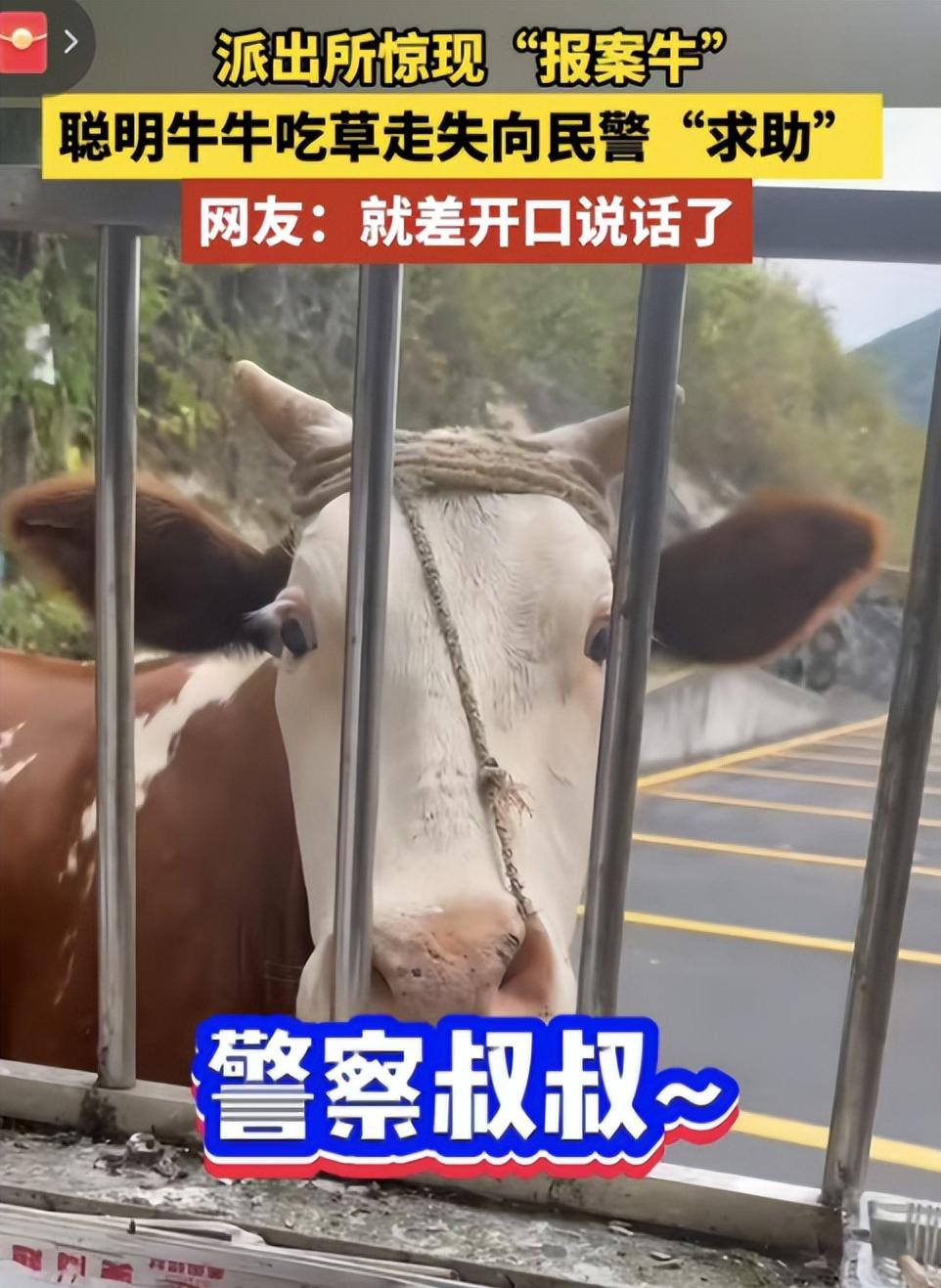 太有灵性了！9月10日报道，湖北恩施一头牛大摇大摆走进派出所，直勾勾的盯着值班民