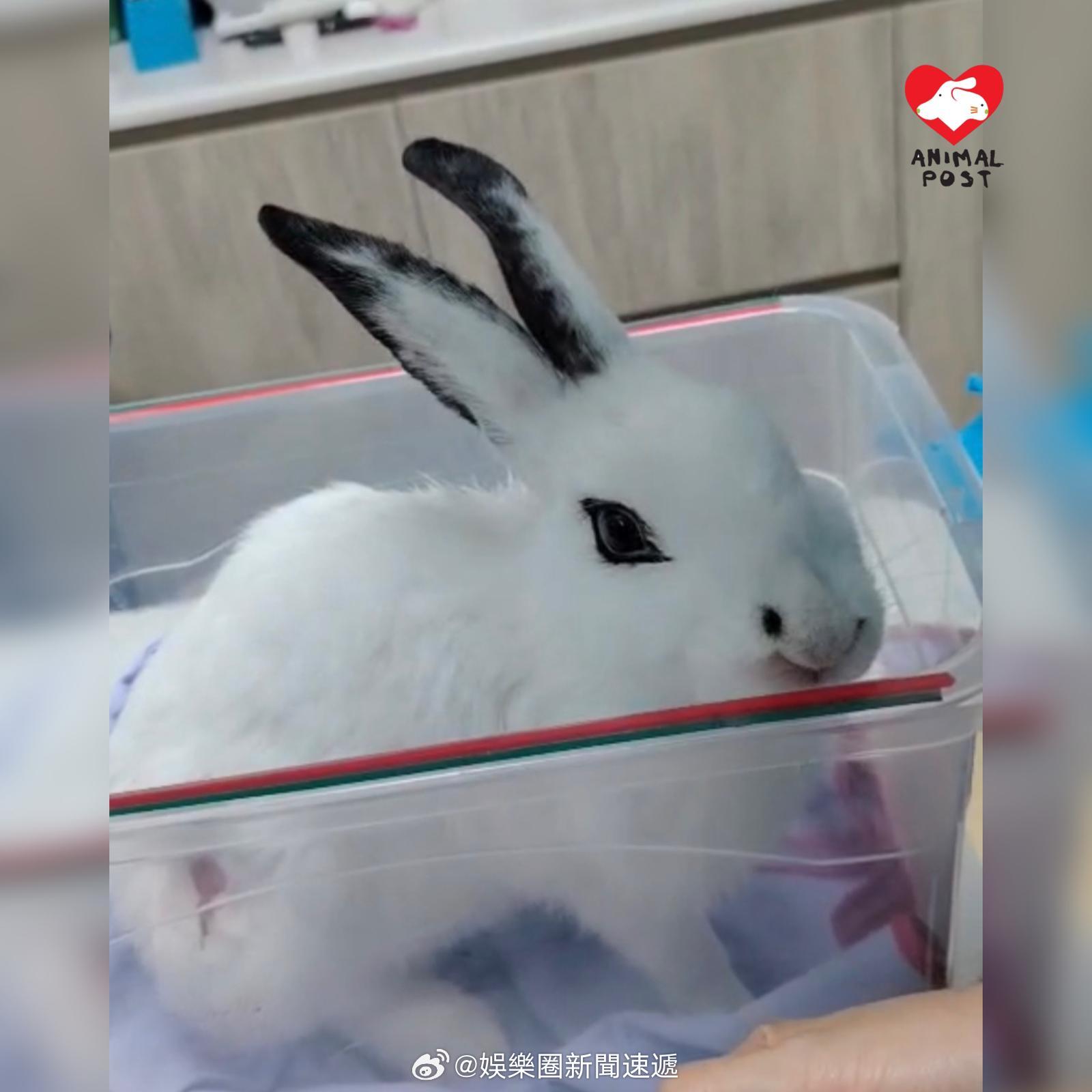 要爱护动物香港法律香港执法 「年輕兔 主棄養拒醫右腳嚴重骨折兔女 香港救兔之家 