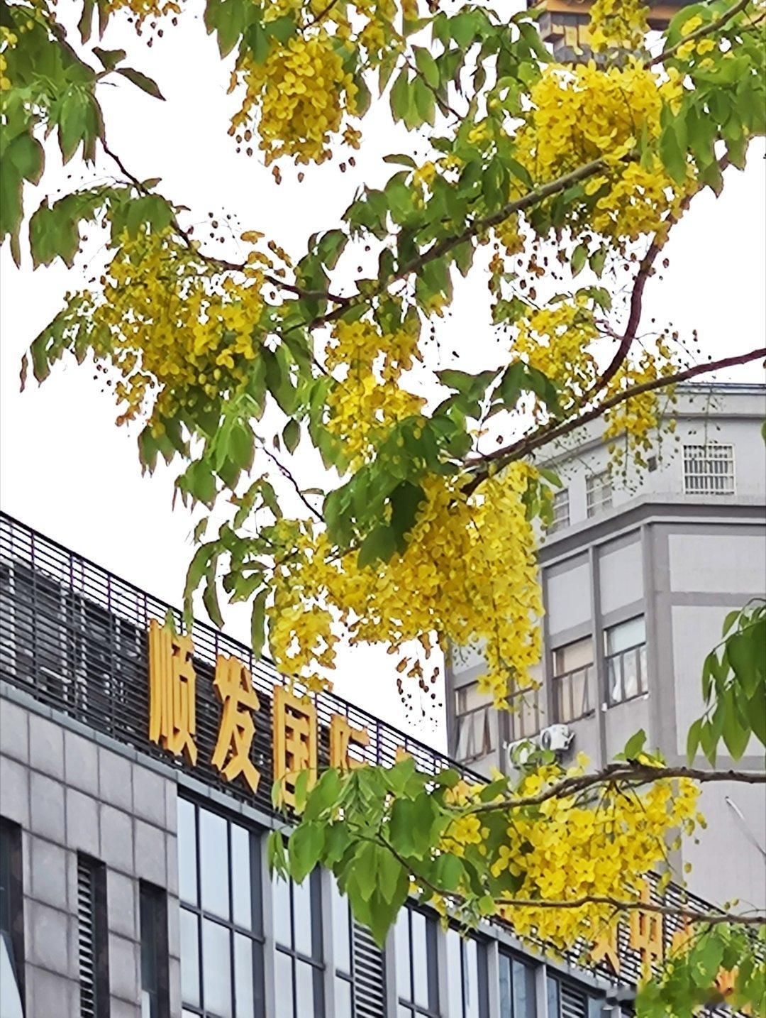 云城东路腊肠树，串串黄花伴美妆~ 