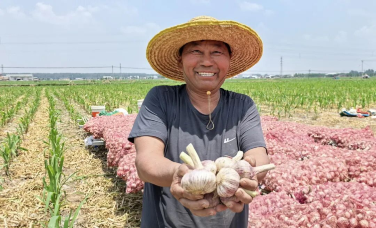 江苏邳州：小蒜头成就大产业