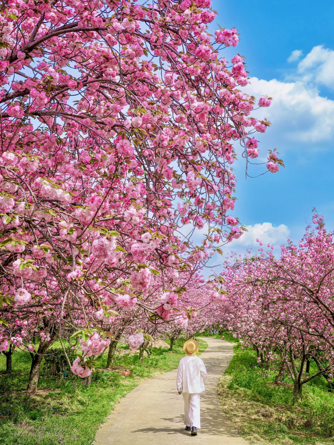 南京99%的人不知道的小众晚樱大道🌸开爆了