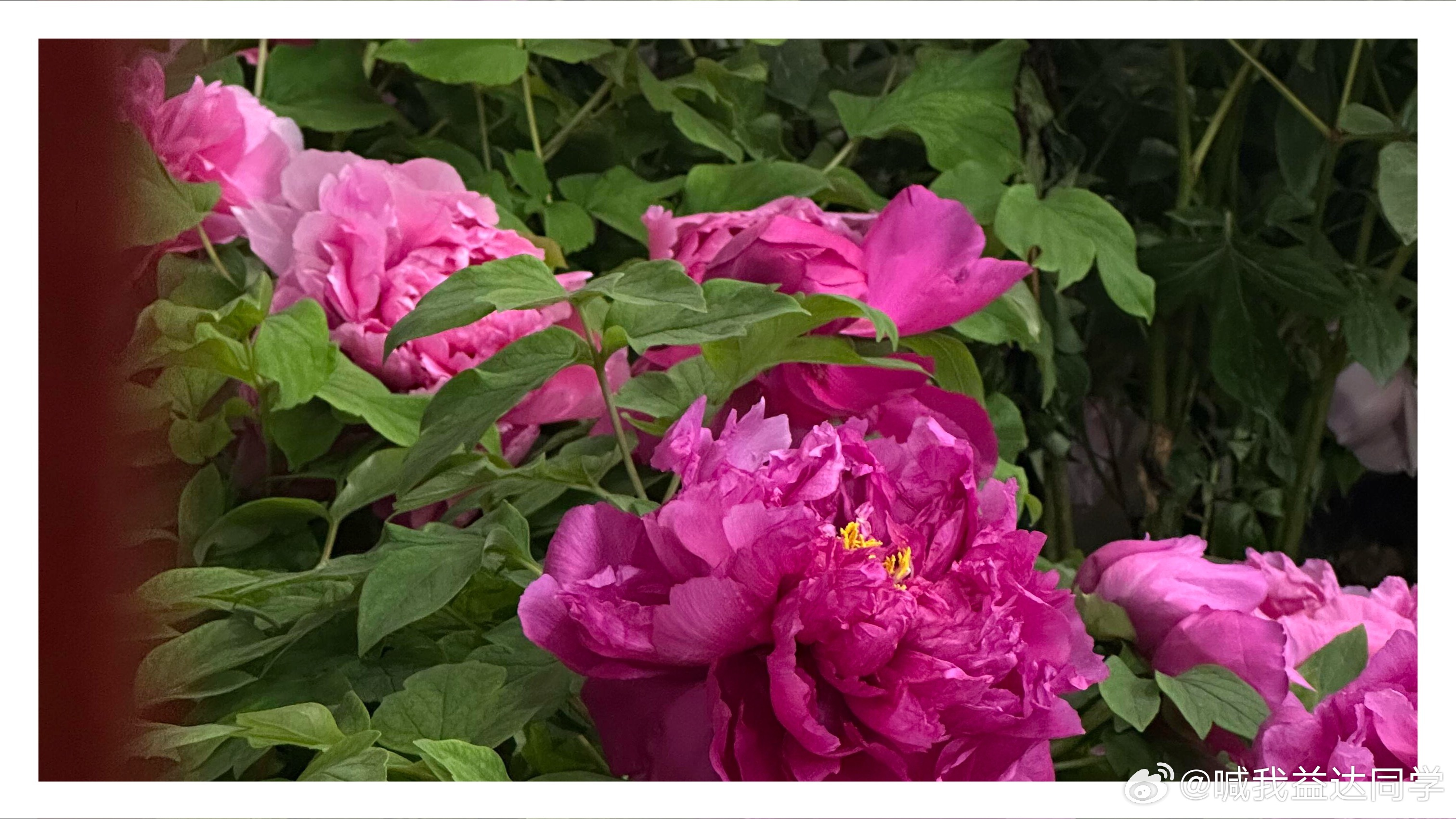 三人才能抱起99朵牡丹花此刻大家知道我这个ip的含金量了吧～作为河南人，刷到这个