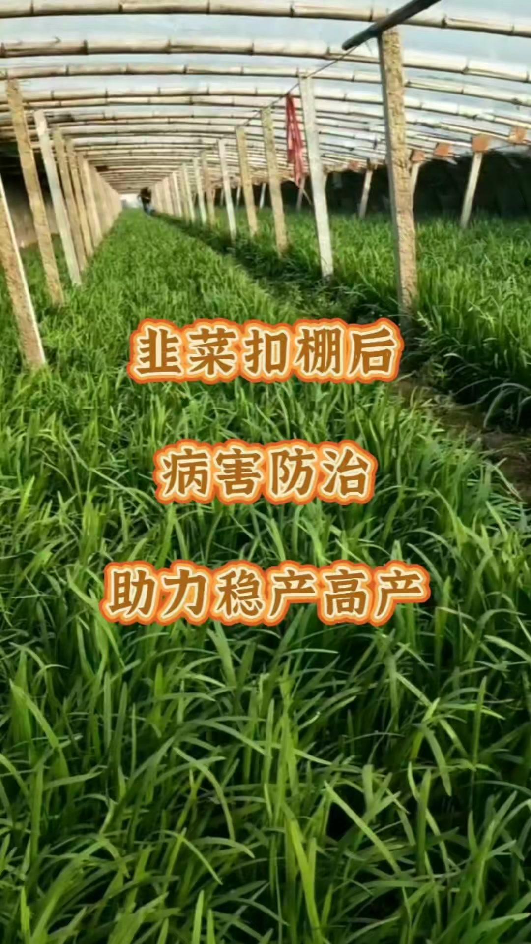 韭菜扣棚后，病害防治是稳产高产的关键。棚内湿度升高后，高湿环境会滋生大量有害菌，