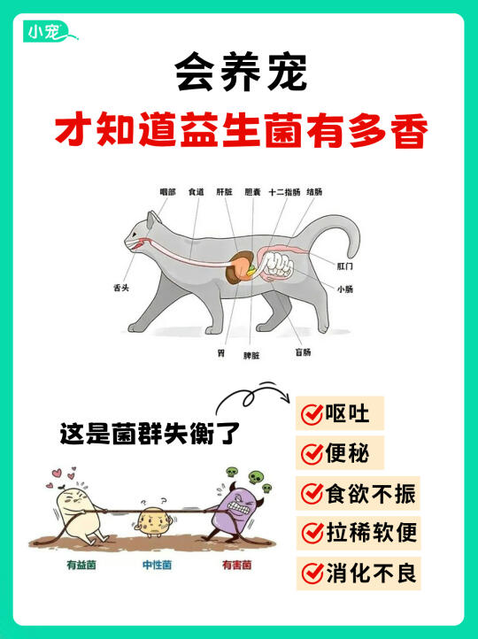 新手养猫！你真的会用益生菌吗？