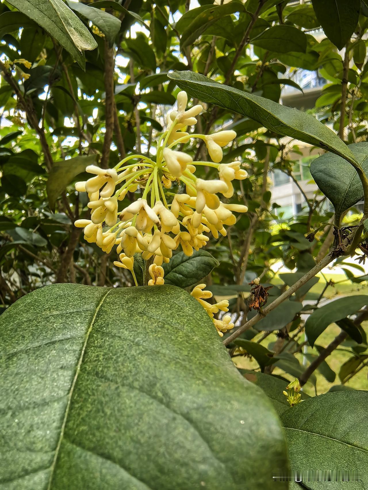 桂花
金黄桂蕊娇
小巧绽枝梢
香韵随风漫
欣赏兴致高

手机镜头里的花