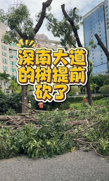 应对台风天，深南大道的树都被砍了台风 0元玩转这座城 城市向导官 深圳 广东 台