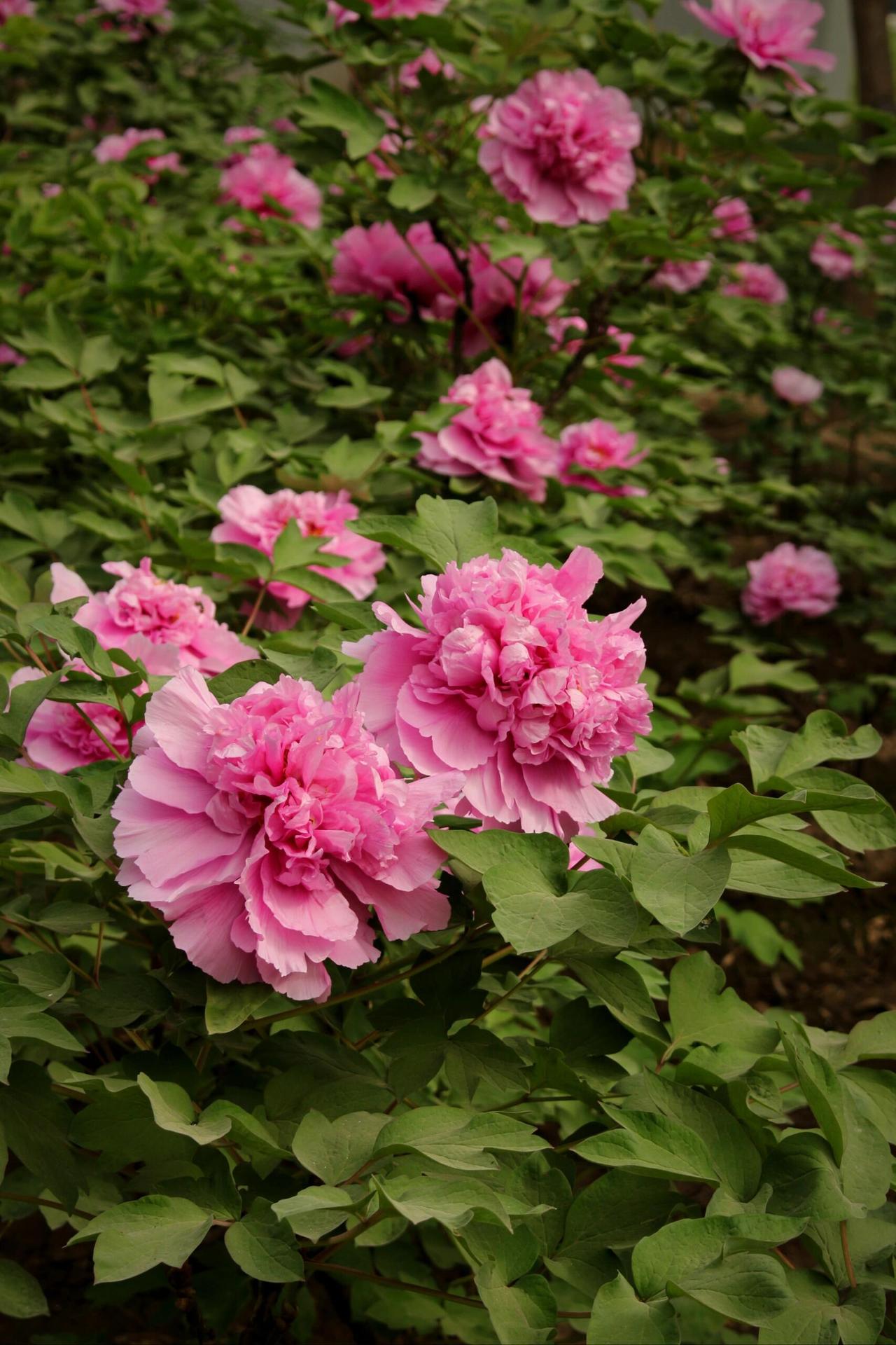 春访西安牡丹苑
     ——在古都邂逅一场“国色天香”

古人说：“唯有牡丹真