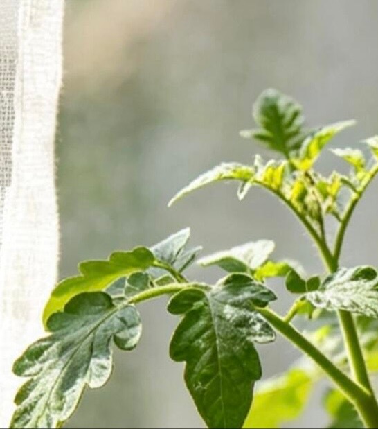 1500小番茄的种植方法：1、土壤条件小番茄的栽培种植技术小番茄适宜生长在保水保