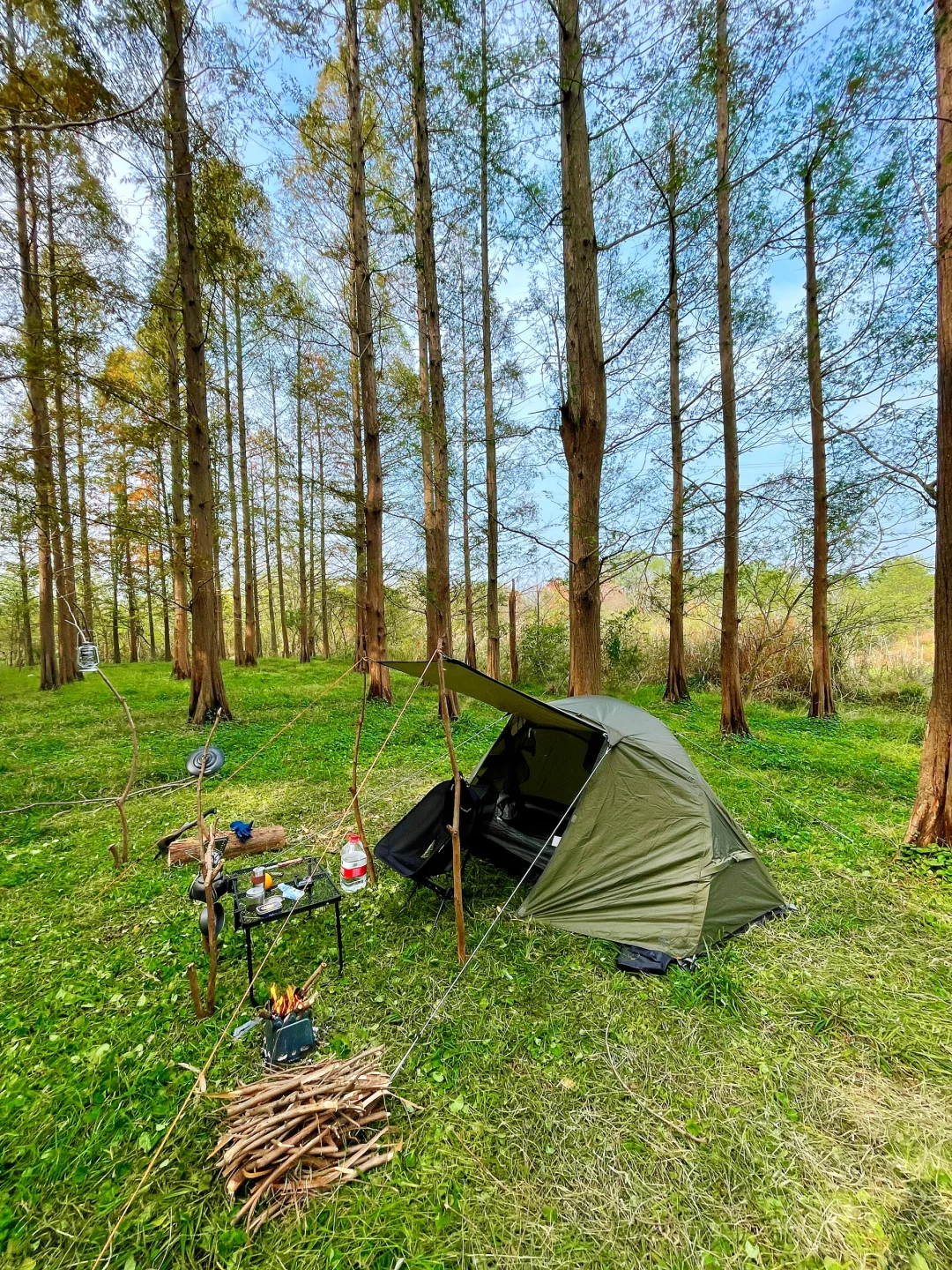 就在市郊‼️绿野仙踪🌲森系露营好撒野🏕