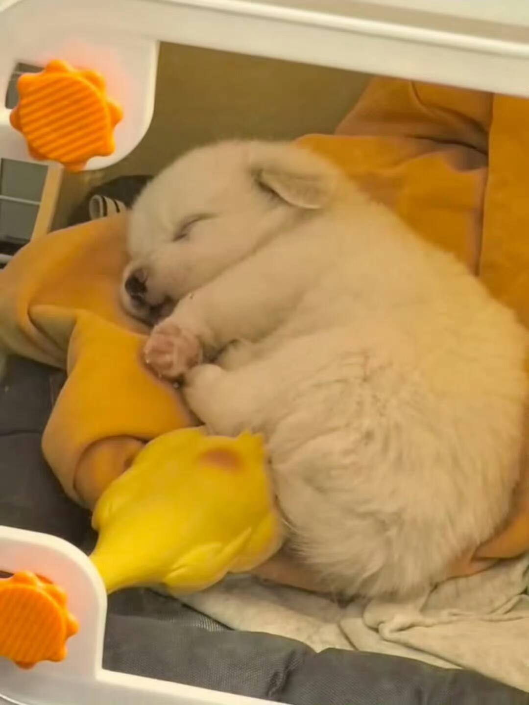 嘘🤫！不要吵醒小狗，让小狗再睡会吧 