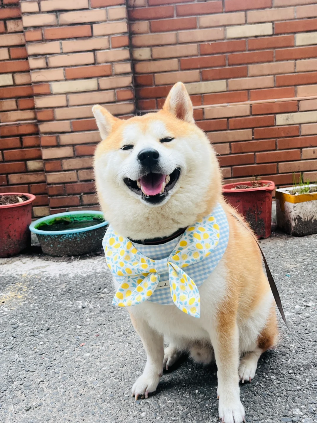 今日是甜美风