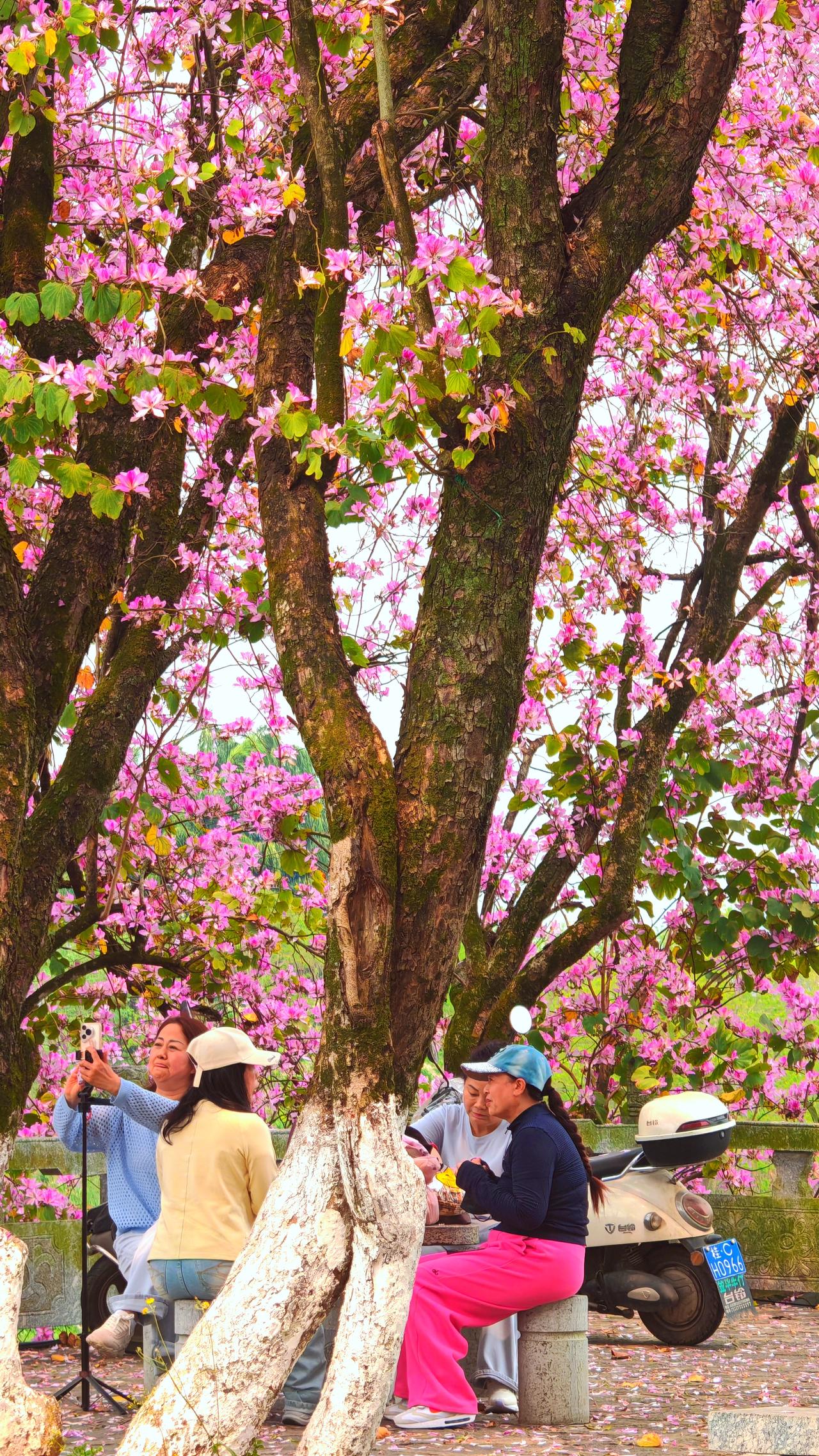 紫荆花图片洋紫荆花开