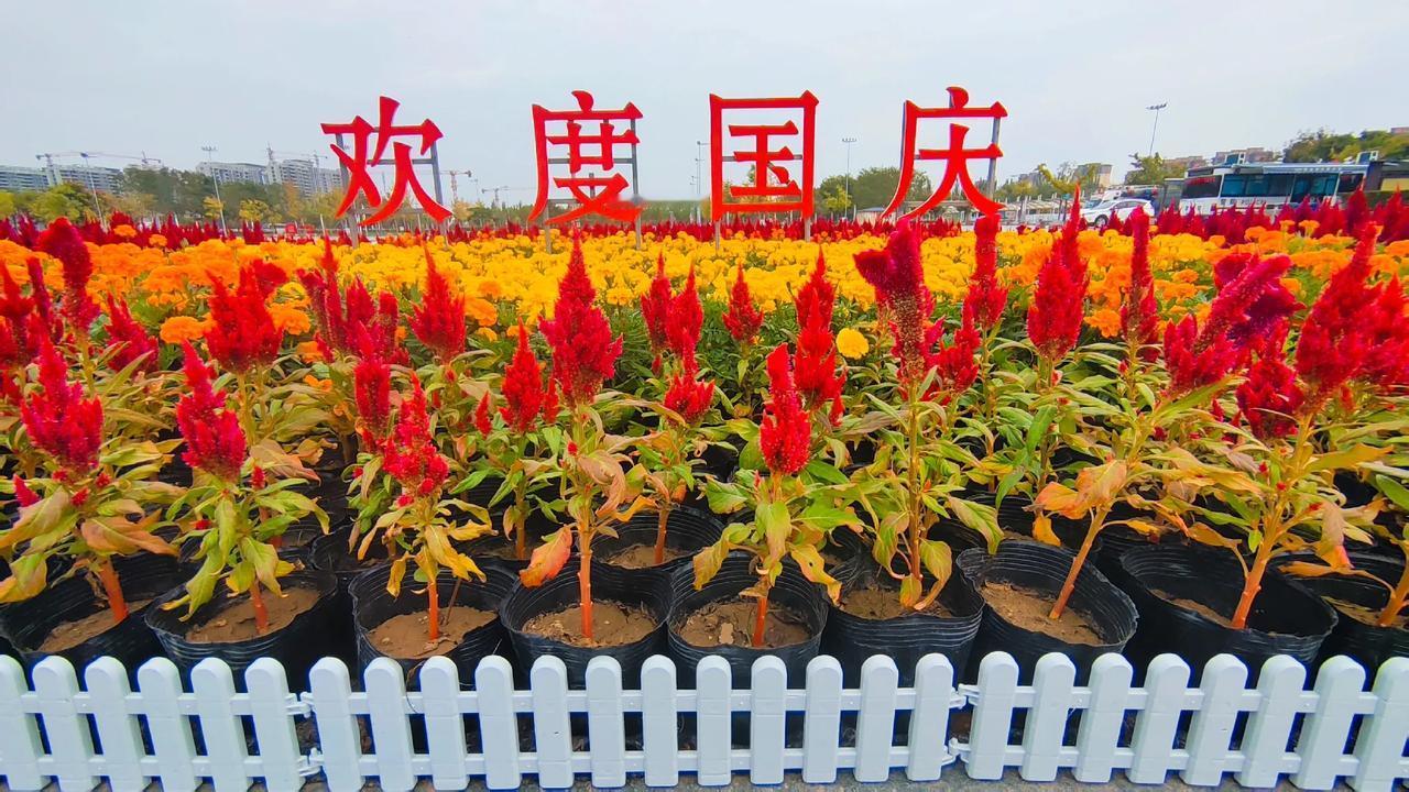 欢度国庆，邢台东站广场花坛。
#随手拍摄的花草树木#