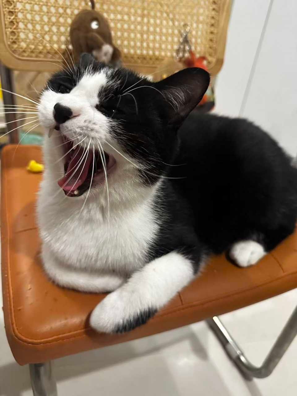 避难所开放中daily奶牛猫 （投稿：） 