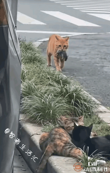 这个画面非常的震撼，虽然是小猫咪的画面，但是能够让人产生强烈的共鸣，不知道这个画
