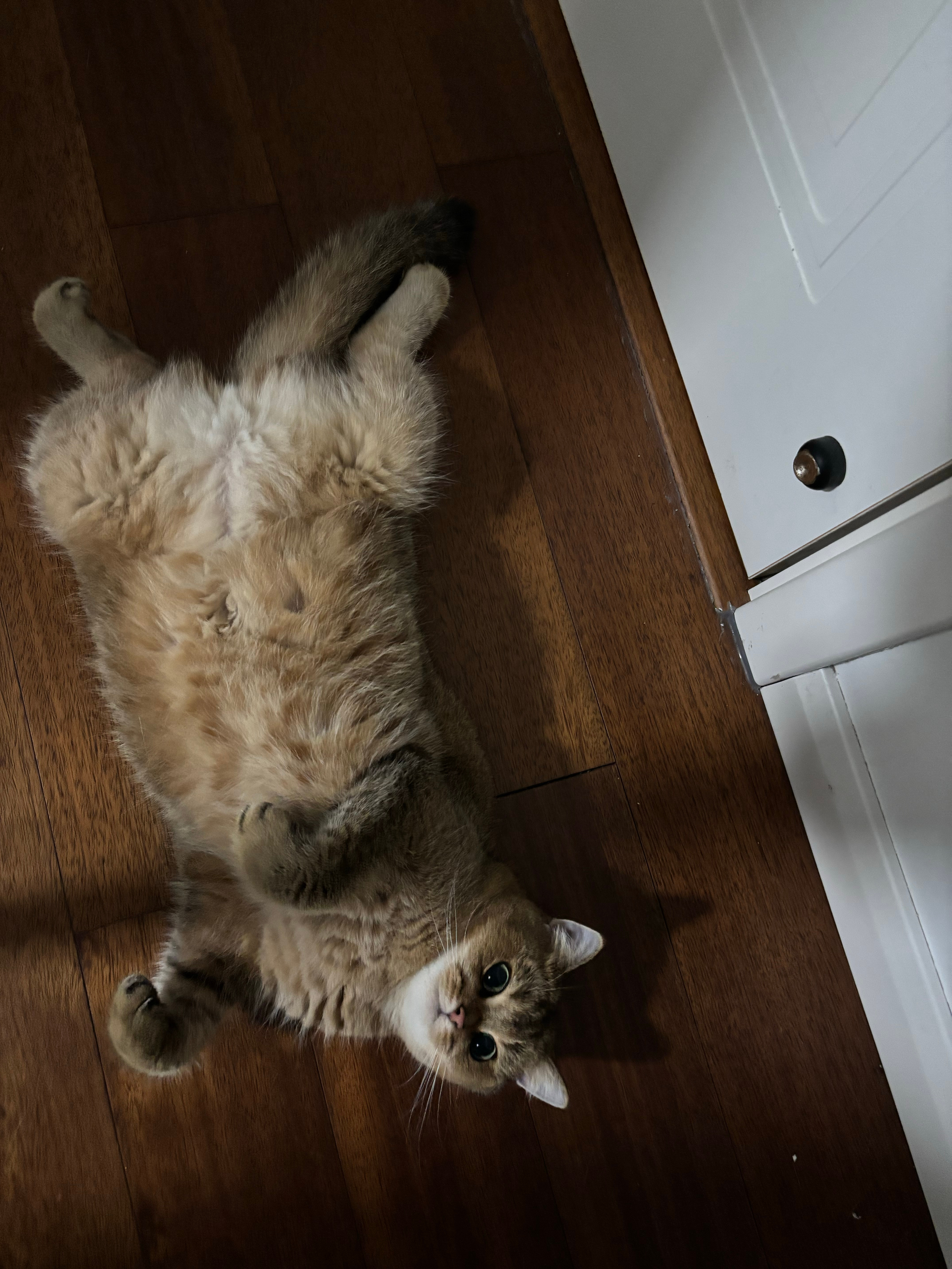 有只猫，就这样四仰八叉的往地上一躺猫咪