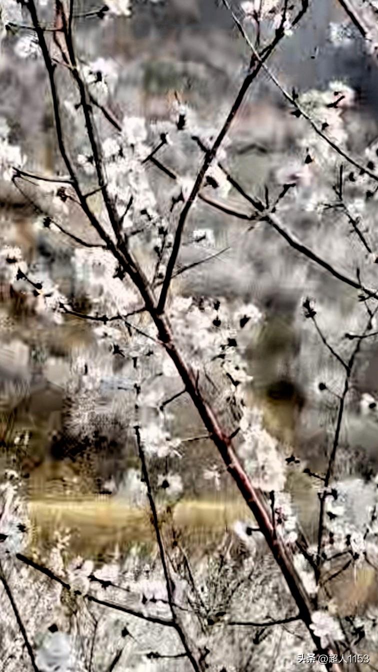 [微风][微风春风十里，花香四溢。
✨✨把人生过成诗，把生活过成画。

💖💖