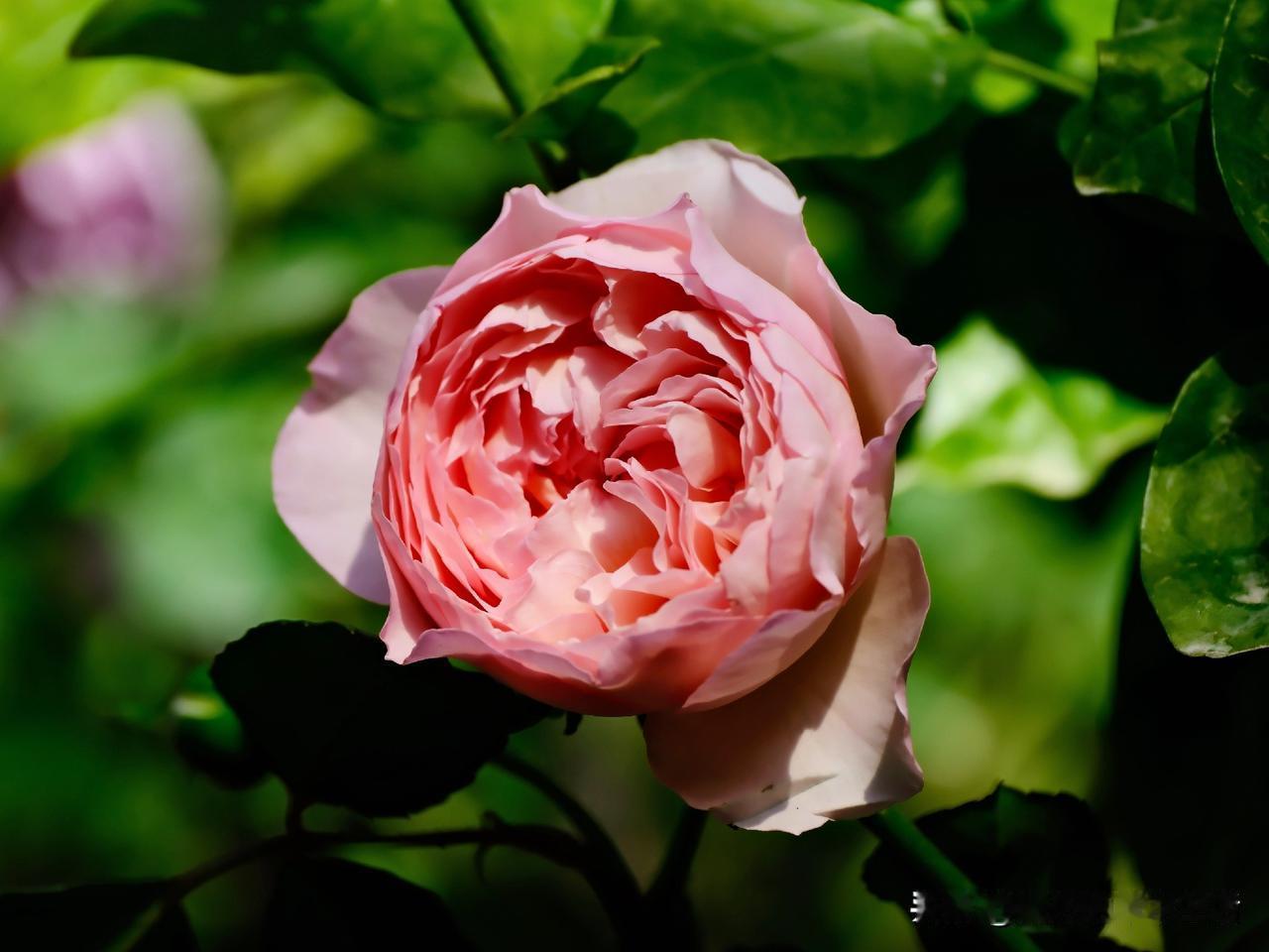 每一朵花都是季节的馈赠
爱它就多拍照多欣赏它吧
把它的美记录下来

今天的阳光特
