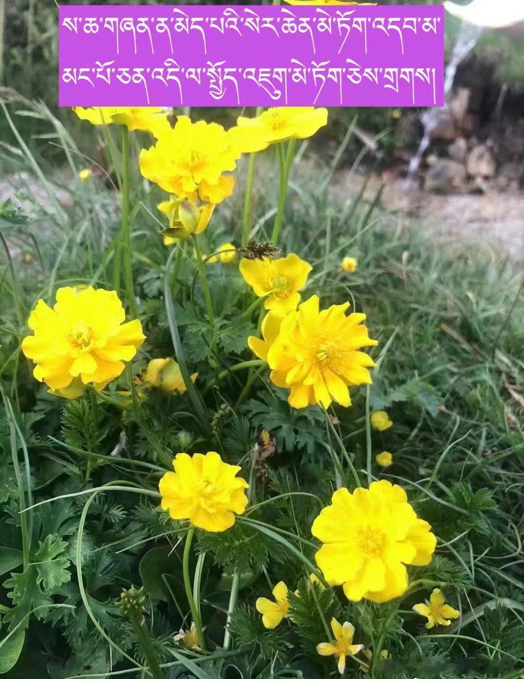 ༄༅། །སྤྱོད་འཇུག་མེ་ཏོག་མཇལ་མྱོང་ངམ།དཔལ་ས