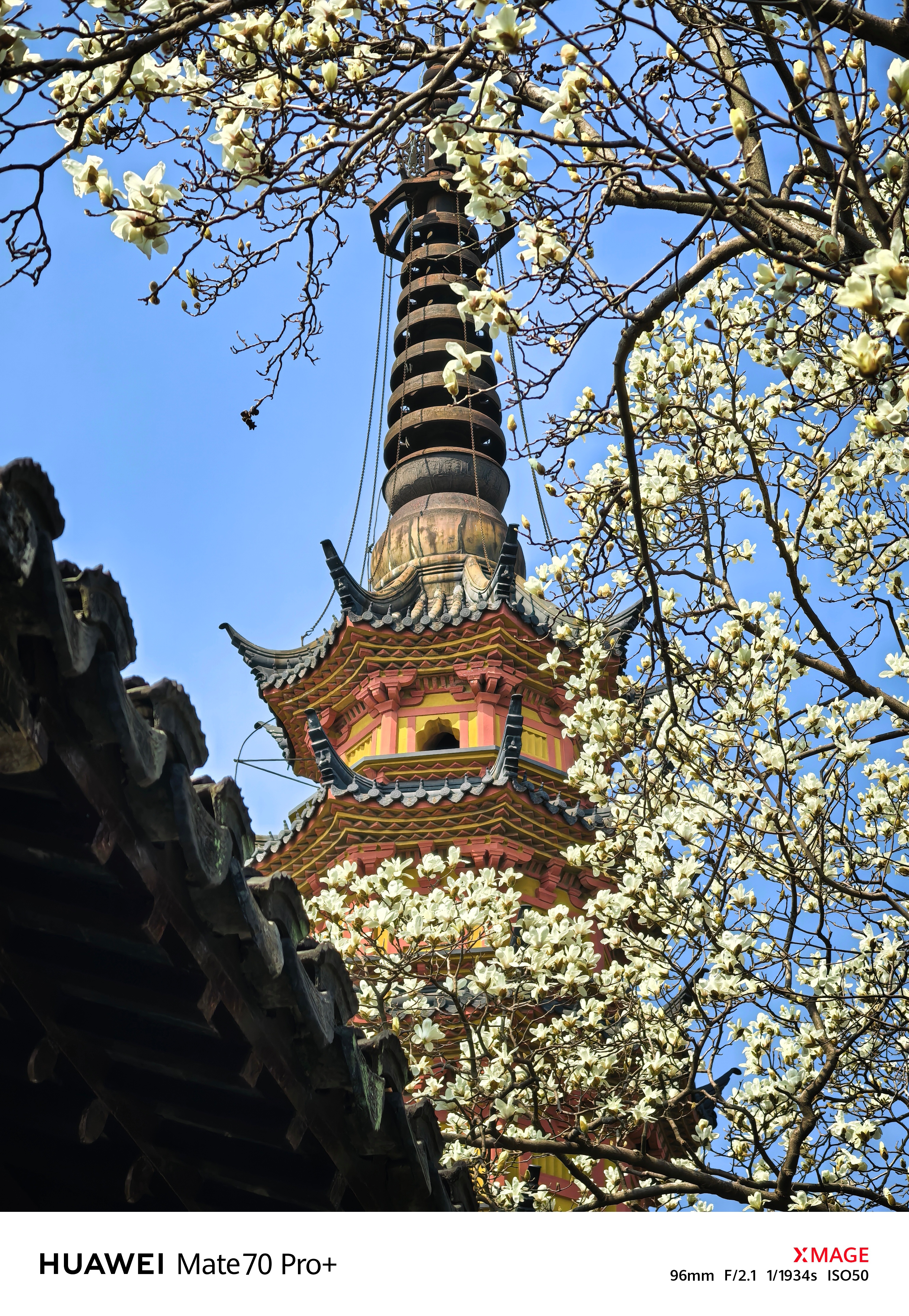 花期乡遇寻味山河花开时节遇见最美城市  沐浴春光，苏州双塔与玉兰花邂逅了一场醉美
