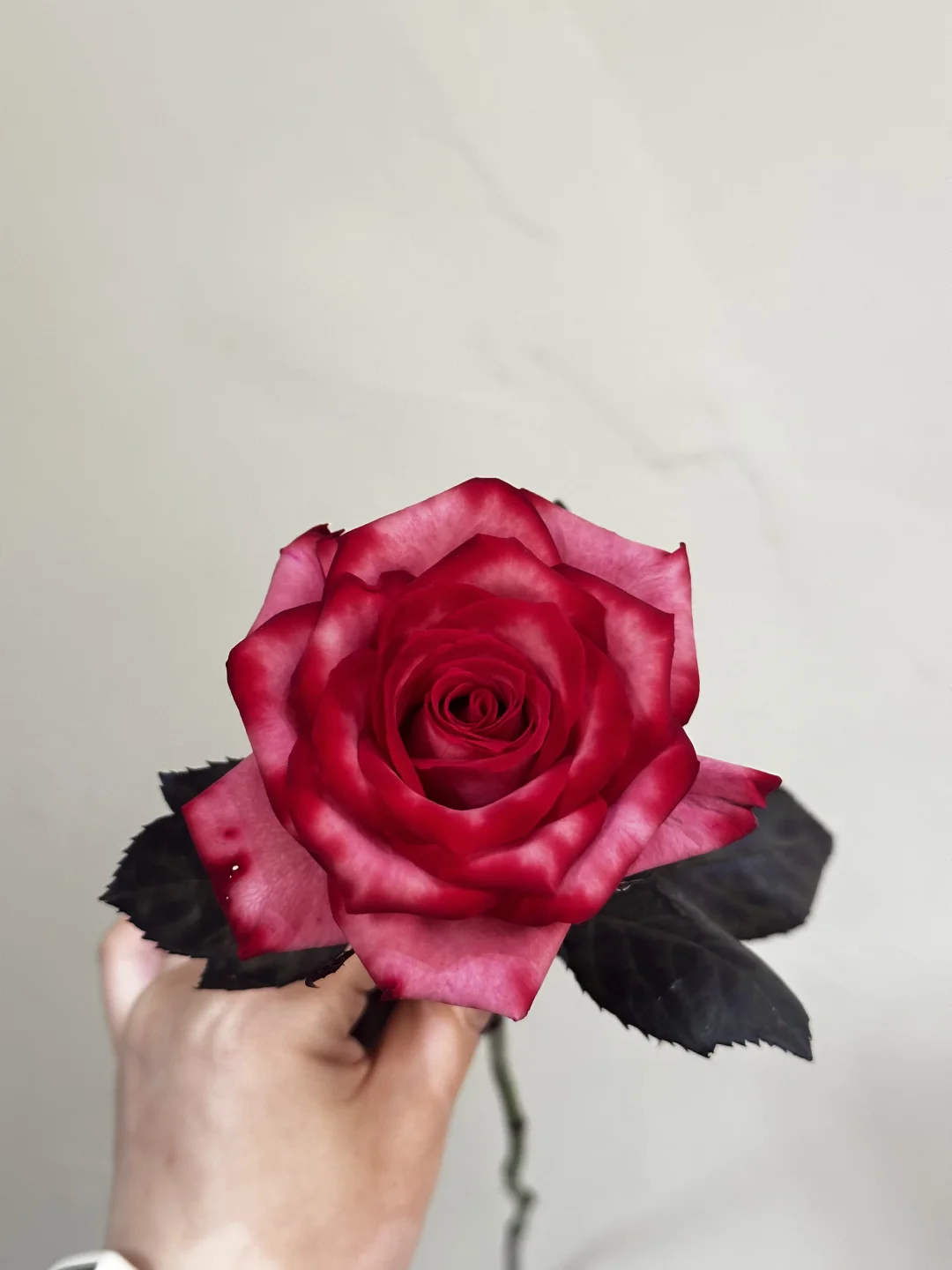 花花世界里最绚烂的花花蝴蝶