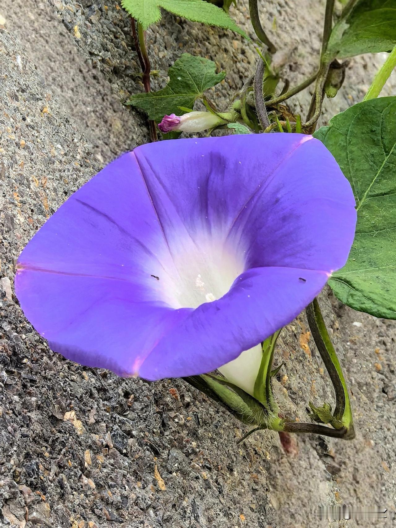 #路边随手拍小花# 即将进入冬季，百花凋零，但路边的牵牛花和木芙蓉还在顽强的开出