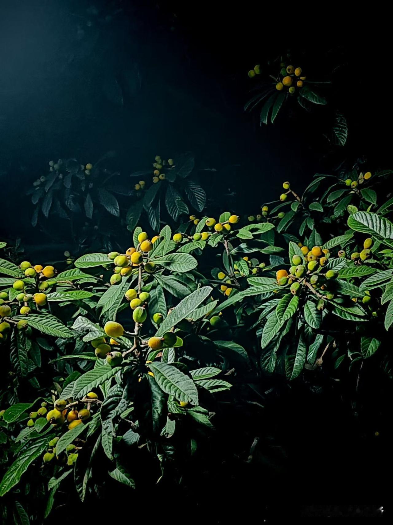 静谧夜晚，繁星点点，照亮了这片绿意盎然的果园麦熟了农忙生活分享 美好的田园生活,