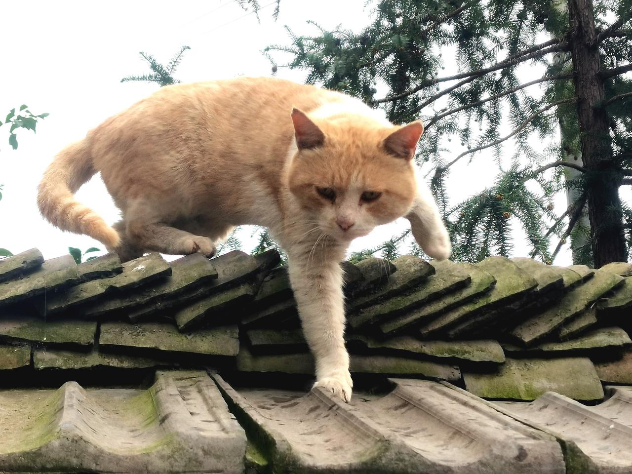 晒图笔记大赛猫猫一起吃美食
