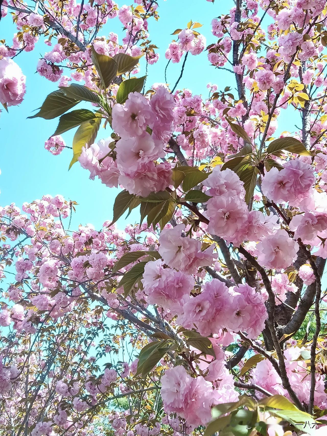 春节赏花别盲目！中东花海能去吗？权威花讯+安全提醒重磅发声
 
🧨春节出游旺季