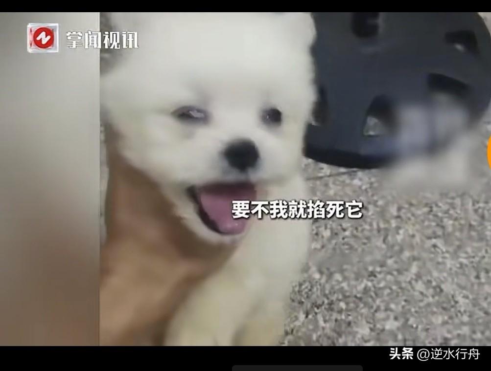 男子嫌弃网购的小狗不好看就要求退货退款，被拒绝后掐小狗泄愤。他通过视频选了这只小