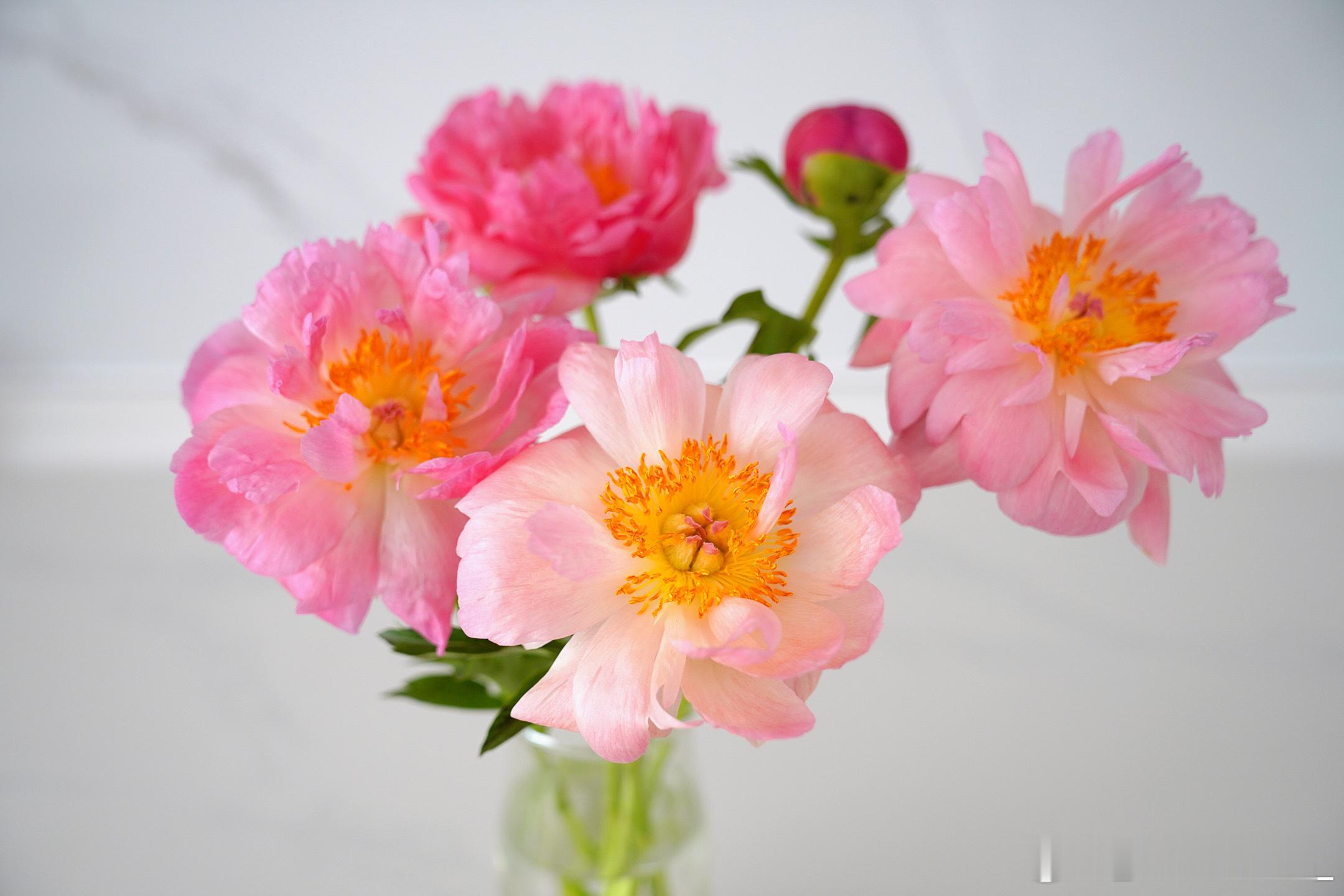 芍药花开~ ​​​