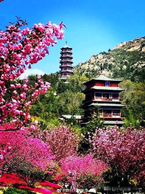 《赤山樱花》
谷雨吹开万点红，
赤山晴日醉春风。
染景云凝增强白，
关山霞落海天