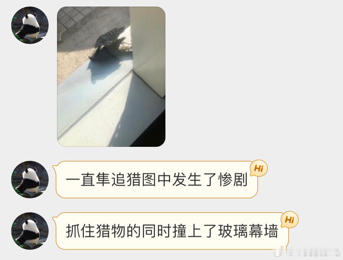 #撞玻璃的鸟# 撞玻璃的雀鹰和珠颈斑鸠在追捕的过程中它俩一同撞上了玻璃[泪]鸟撞