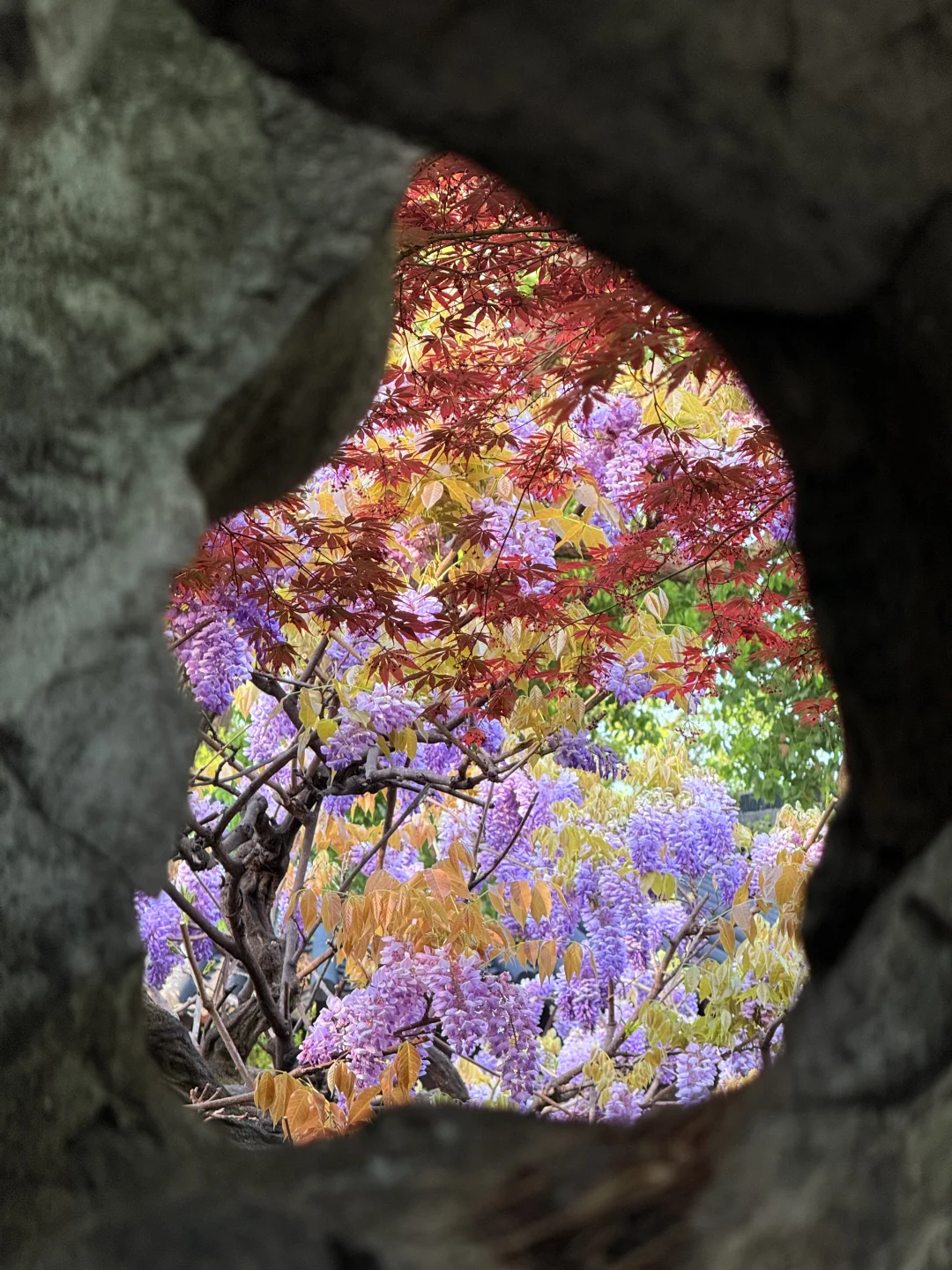 4.6live实拍|这就是老祖宗的浪漫💜一景四季