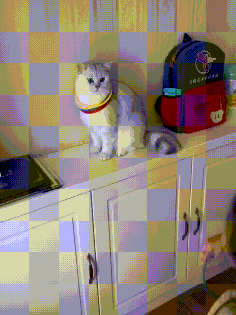 当可爱的小猫咪遇到淘气的小主人，谁能想到小主人把自己当成套圈工具，别说小猫咪真的