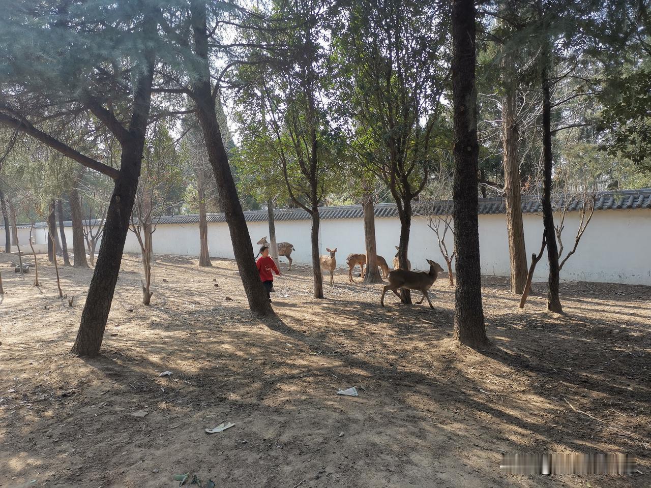 这是什么鹿？在山东这个地方也能生长的很好。
     只是为什么没有角啊？难道是